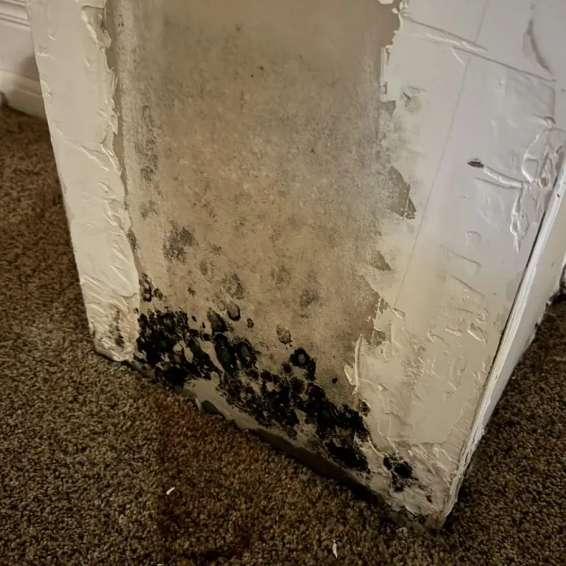 Professional Mold Removal in Oak Ridge, TN